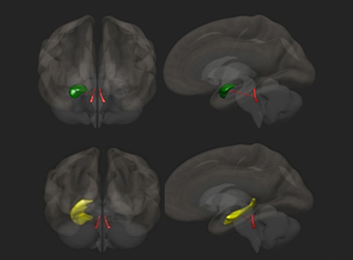 Neuroscience Research